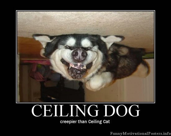 Picture Gallery: funny quotes dog pictures dog jokes cat ... Picture Gallery: funny quotes dog pictures dog jokes cat ...