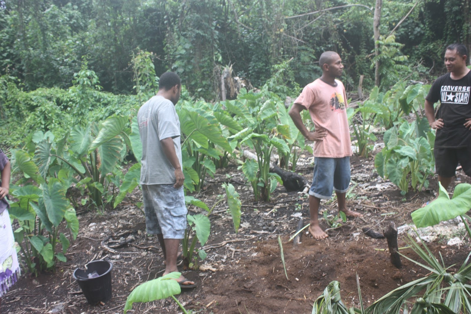 Climate Change Impacts Agriculture in Vanuatu Agriculture and Climate