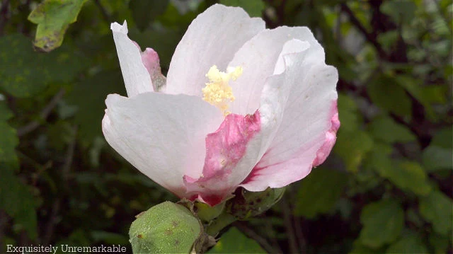 Pink Rose Of Sharon