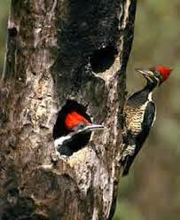 BiOjUnKiEs: Pájaro carpintero imperial