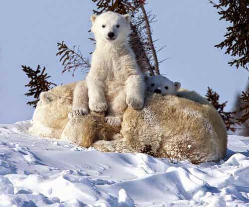 شاهدوا كيف "أمومة الدب القطبي الدافئة" تتغلب على الثلوج!