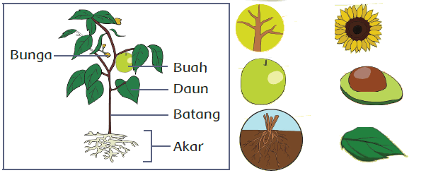 Bagian Tumbuhan