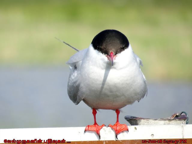 Arctic tern Alaska