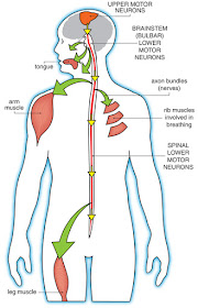 motor neurons and muscles affected by Lou Gehrig’s disease