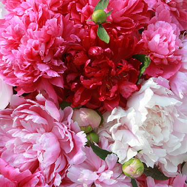 Peony_Flower_Loccitane Peony_Flower_Loccitane