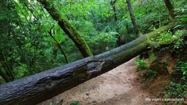 Grutas du Roc de Cazelle, Périgord Negro, Francia