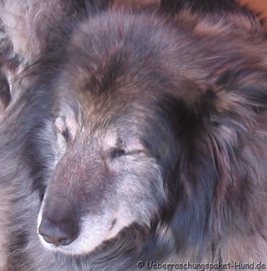 Überraschungspaket Hund ein Hundeblog der zeigt, wie unterschiedlich