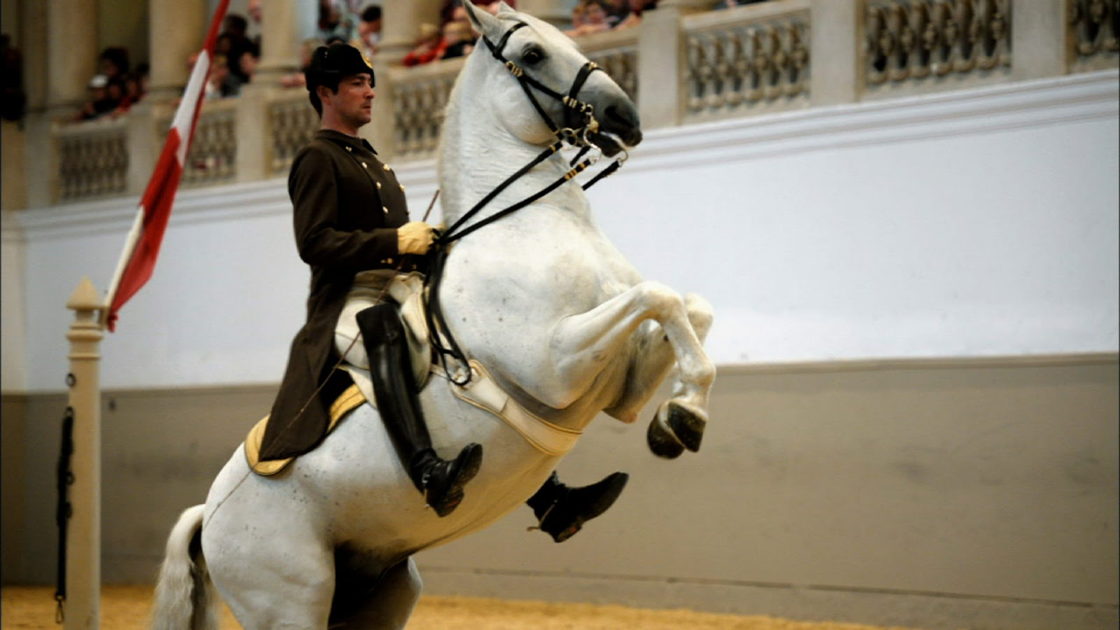 Horse Life and Love Lipizzaner Horses