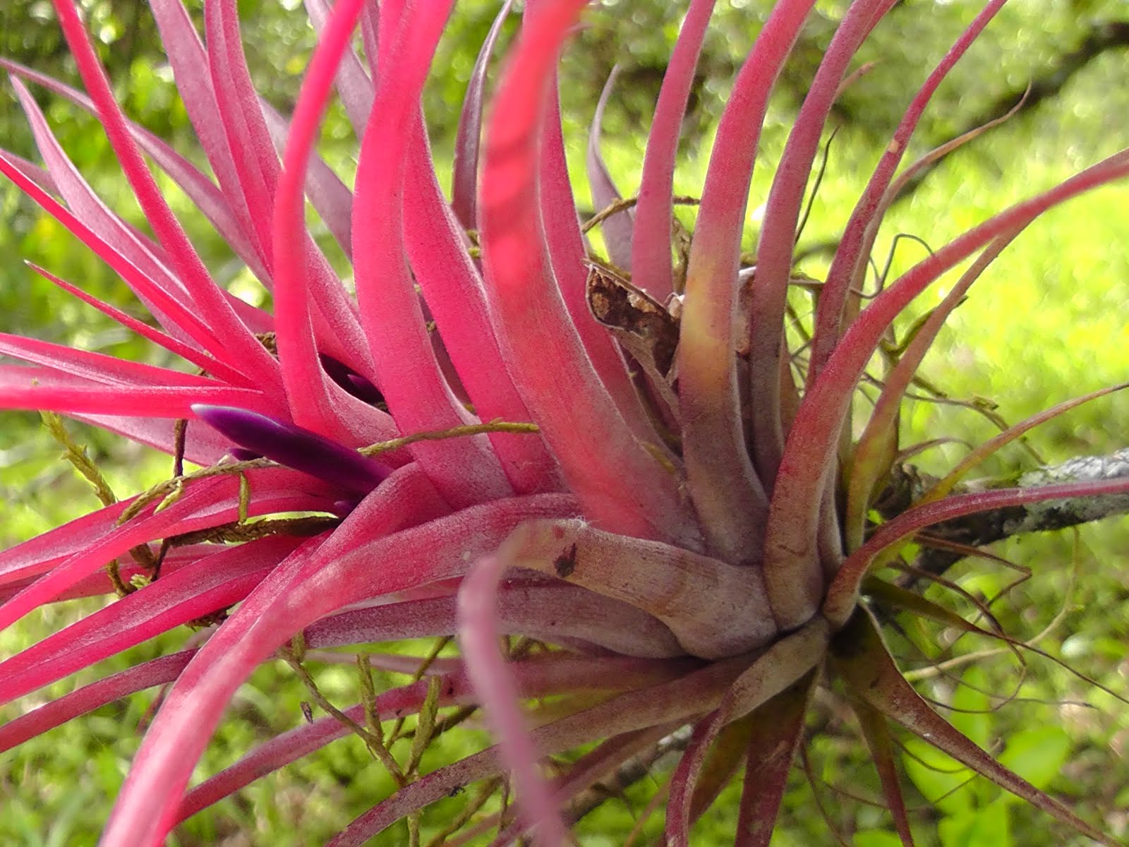 Bromeliads of Belize General Bromeliad Information