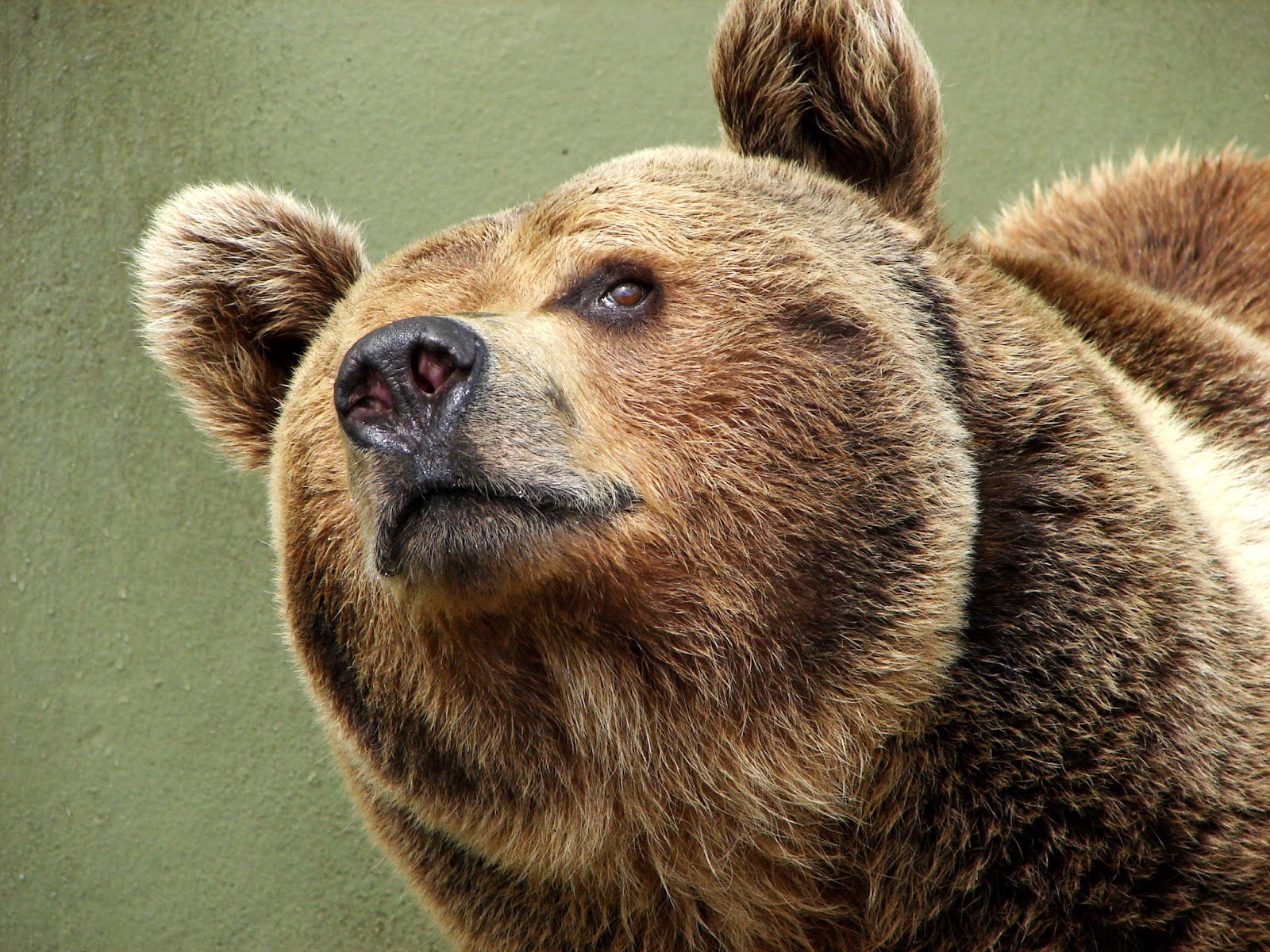 too two late bloomers fuzzy wuzzy is a bear