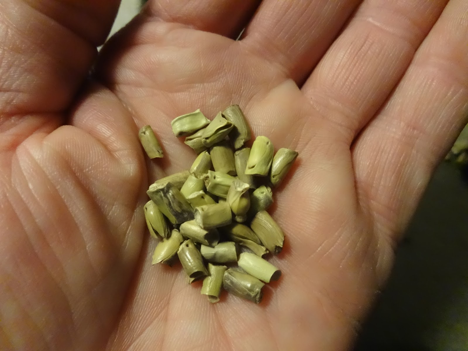 The Perennial Agriculturalist eastern gamagrass