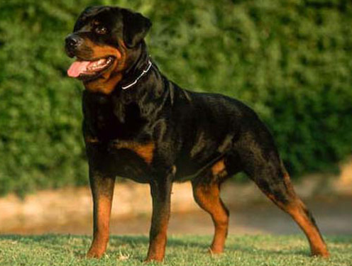 रॉटवेलर Pure Breed Puppies | Rottweiler Puppy Price in Aligarh