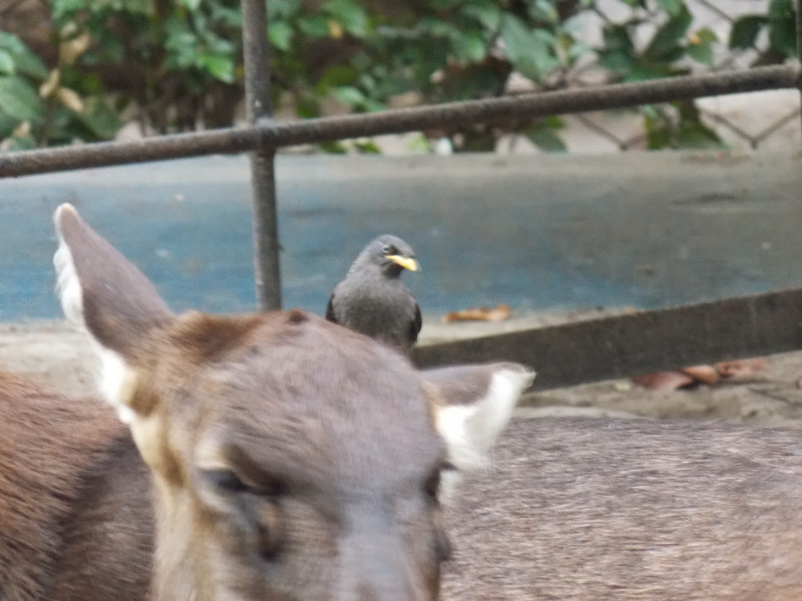 Burung Jalak Kerbau Hidup Bebas Di Kbs Hobi Burung Kicau