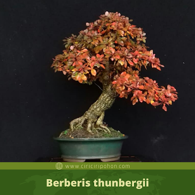 Berberis thunbergii