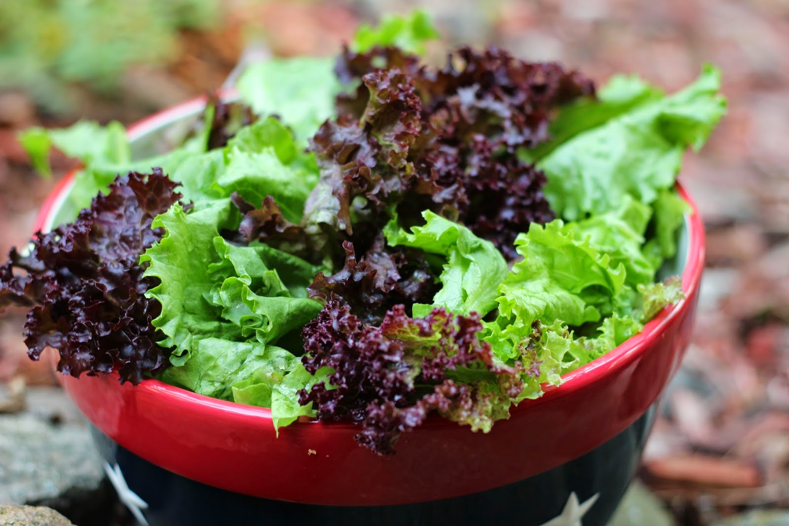 Backyard Homesteading How To Save Lettuce Seeds