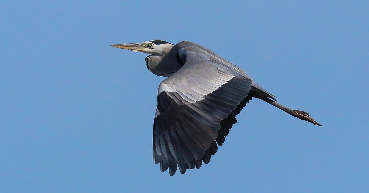 Vernon Chalmers Photography Canon EOS 80D Camera Birds in Flight