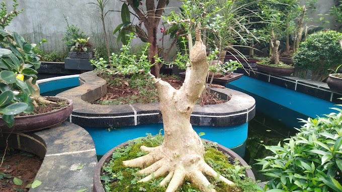 KEUNGGULAN JENIS TANAMAN PINGGIR LAUT YANG CANTIK UNTUK BONSAI