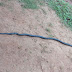 Ogo escapes this ferocious snake set to attack her after swallowing her Chickens and Hens at Nise 