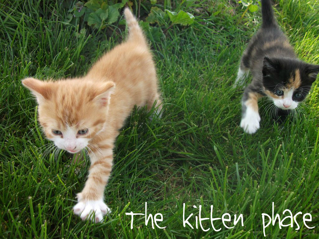 The 5 Phases of Owning a Cat