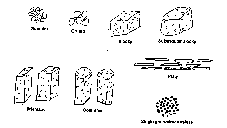 Getting Ahead: Soil Structure Class 4°