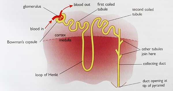 IGCSE BIOLOGY: 2.71 describe the structure of a nephron, to include