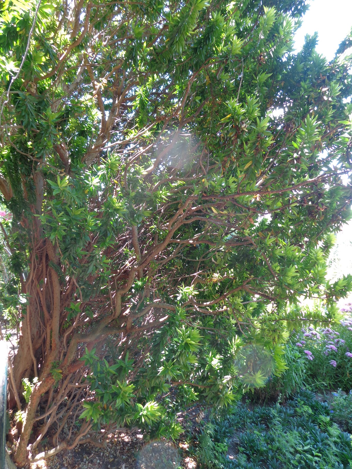 Jardín nazarí: Arrayán (Myrtus communis L.)