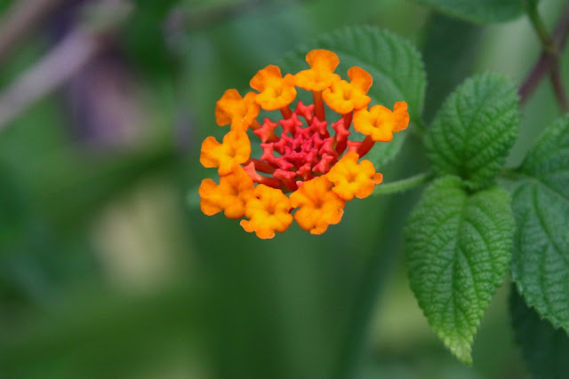 Lantana camara