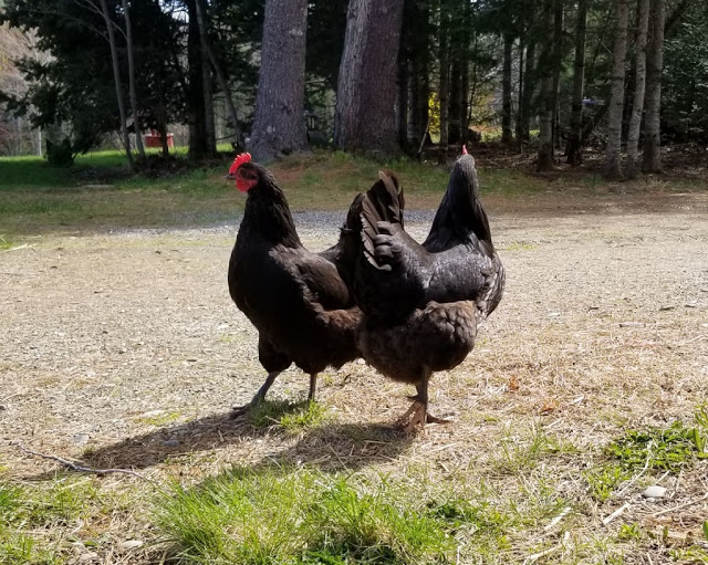 All about the Australorp Chicken Breed Fresh Eggs Daily® with Lisa Steele All about the Australorp Chicken Breed Fresh Eggs Daily® with Lisa Steele