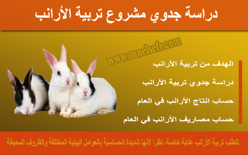دراسة جدوي مشروع تربية الأرانب بالتفصيل