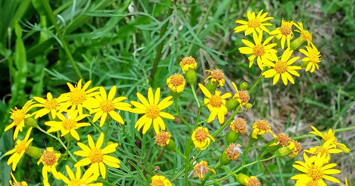 "Verdade//aspas" 👪 Asteraceae (Senecio brasiliensis)
