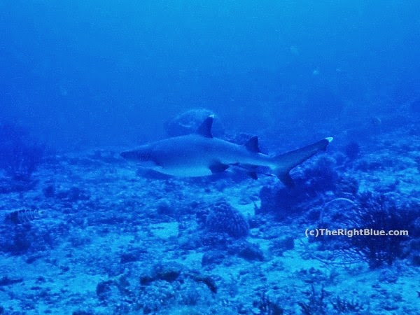 Pregnant Whitetip Reef Shark (Triaenodon obesus)