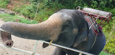 Płaczący słoń, Słonie w Tajlandi