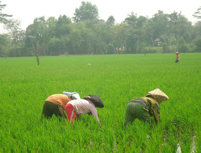 Mencabut rumput atau dalam bahasa sunda "Ngarambet" 