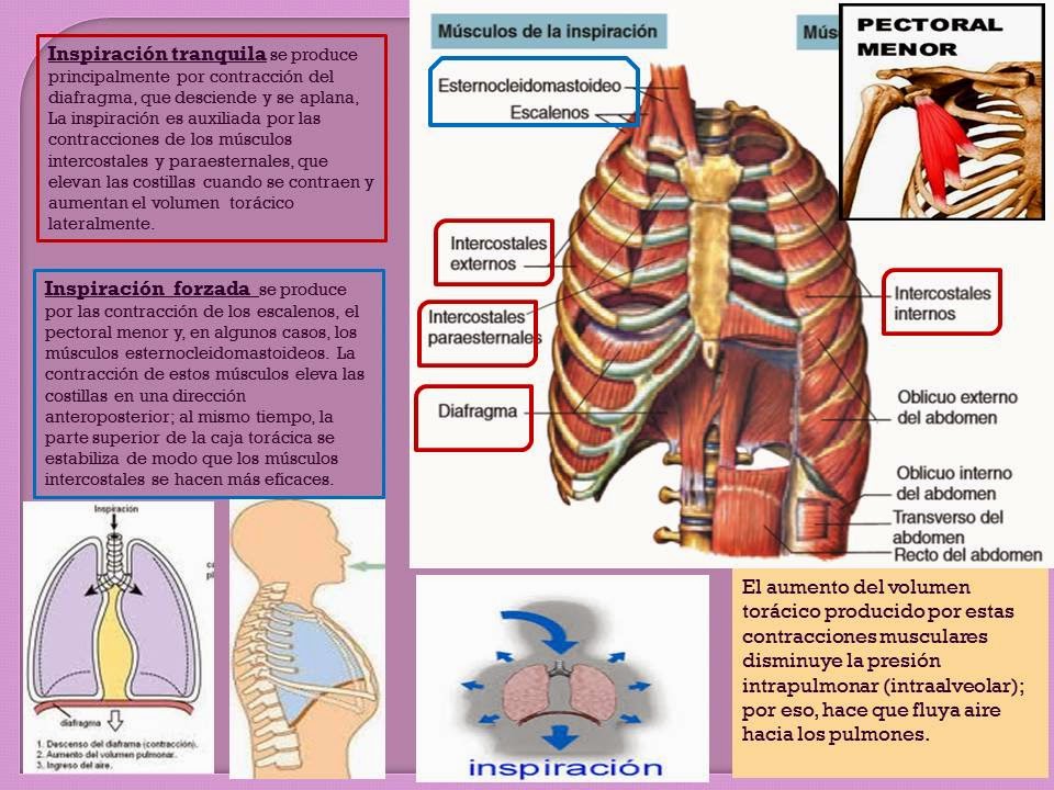 MECÁNICA DE LA VENTILACIÓN Y MECÁNICA