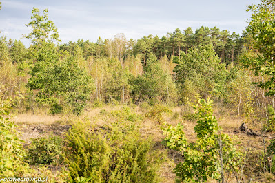 Wiatrołomy w Karczmisku