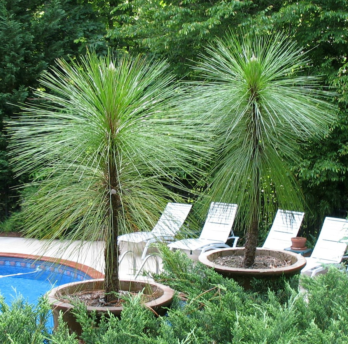 Using Native Plants Native Plants in Containers