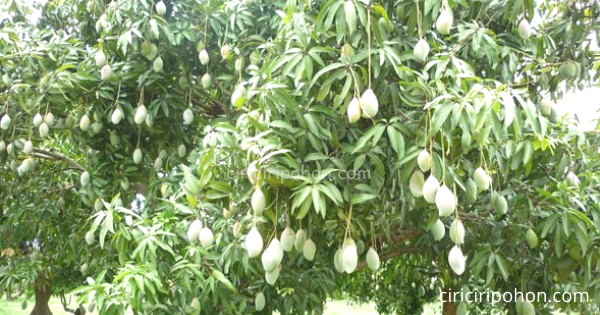 Tips Yang Bisa Anda Lakukan Agar Pohon Mangga Berbuah Lebat Ciriciripohon Com