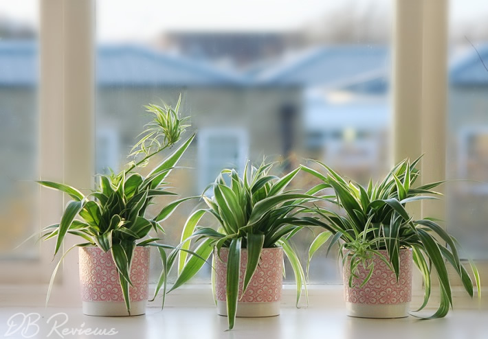 Gifts for Plant Lovers | Christmas Plant Gifts - DB Reviews - UK