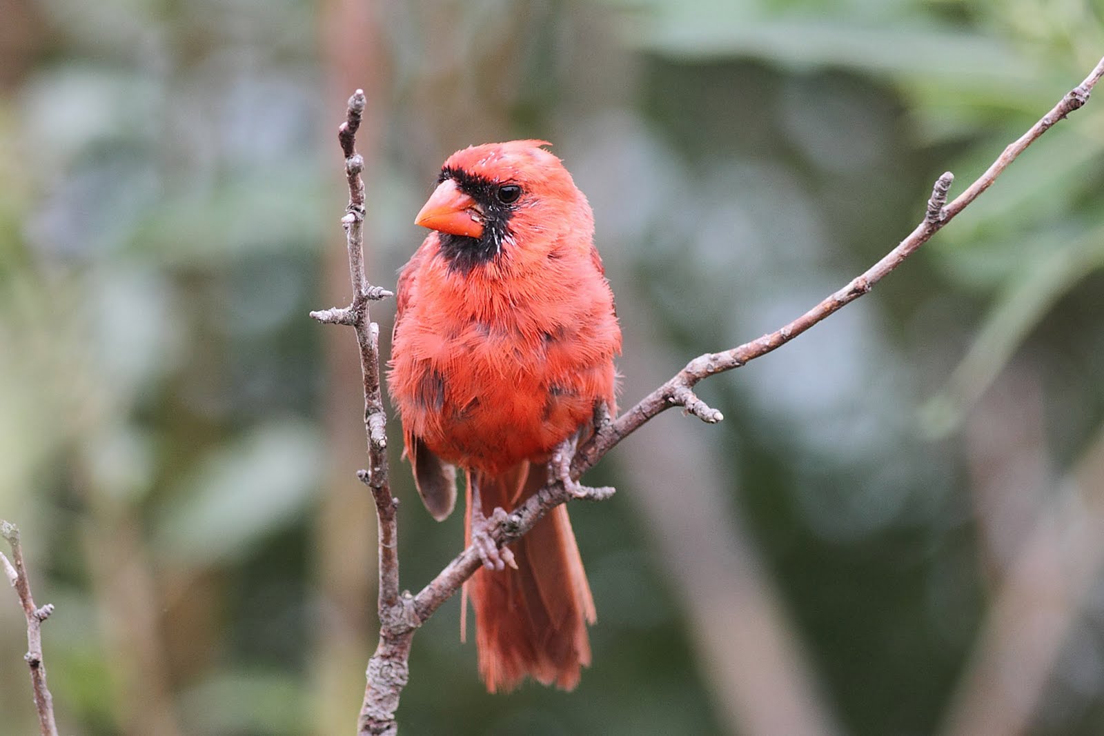 Ann Brokelman Photography Female Scarlet Tanager plus one juvenile at