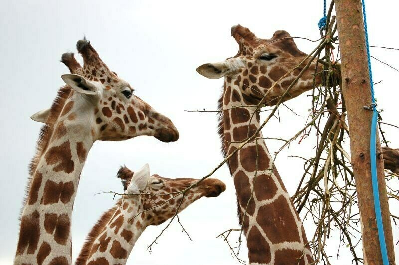Сколько жирафов в мире. Жираф фото. Самый высокий Жираф. Жираф самое высокое животное. Самка жирафа.