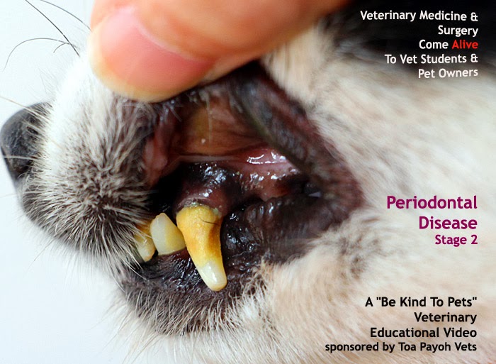 Veterinary, Photography and Travel Stories for vet students and pet