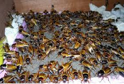 Kelebihan Budidaya Jangkrik