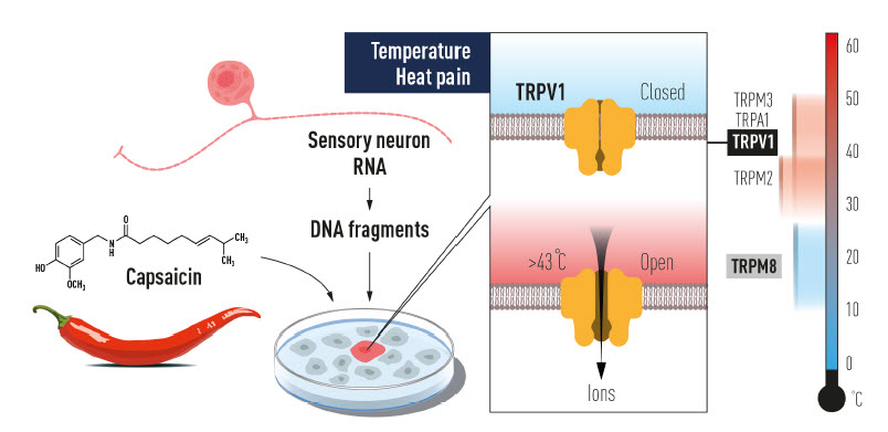 David Julius used capsaicin from chili peppers to identify TRPV1