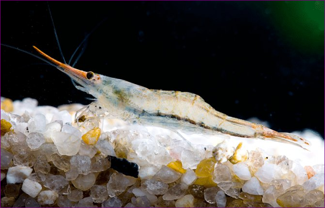 Red Nose Shrimp Jenis Udang Hias yang Bisa Mempercantik Aquascape