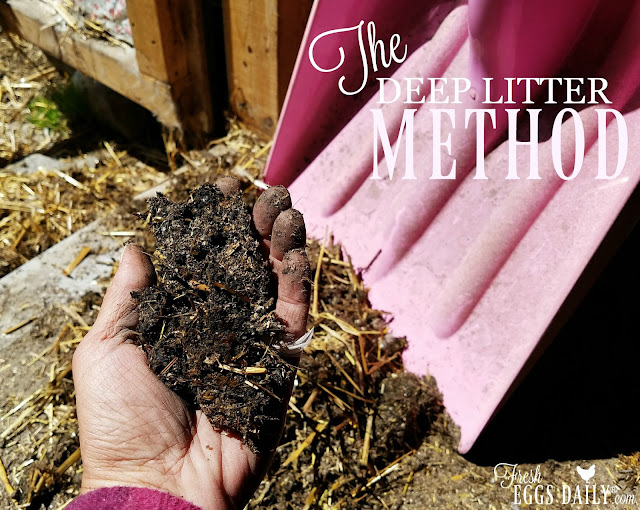 The Deep Litter Method aka Chicken Coop Winter Composting Fresh Eggs