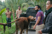 Curiga Hasil Curian, Sapi Ini Ditemukan di Sawah Warga