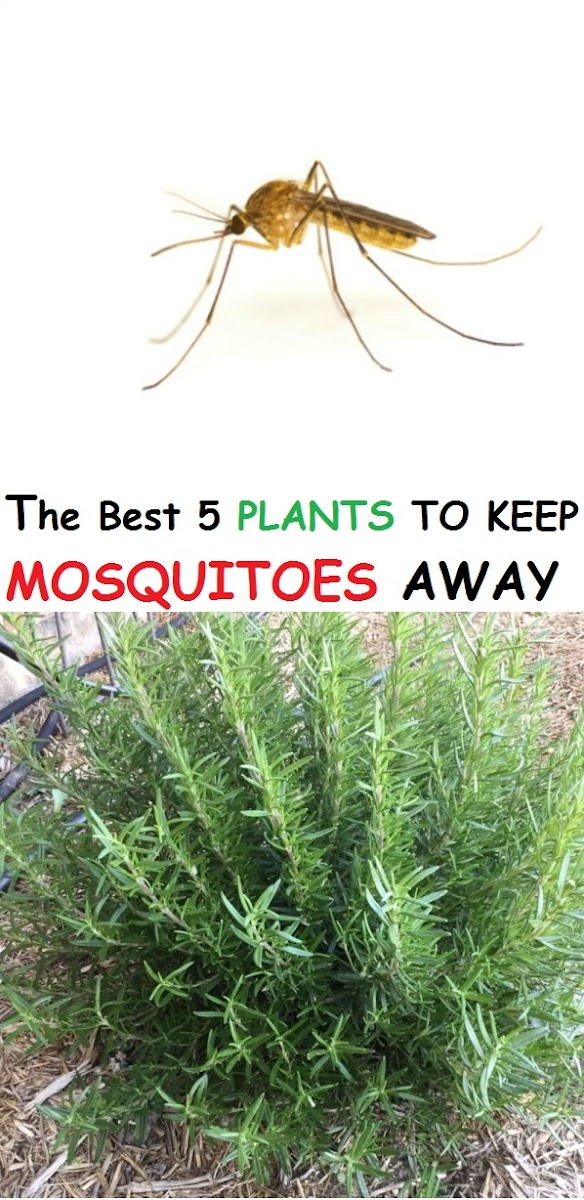 THE BEST 5 Plants to Keep Mosquitos Away
