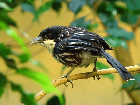 3 Jenis Burung Pentet Cendet Terbaik Dan Banyak Dipelihara