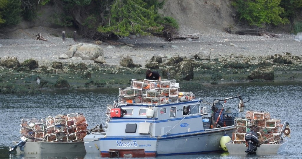 Saltwater People Log Commercial Crabbing is Definitely Open in Marine