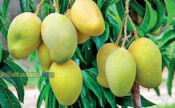 Most Popular Fruits in Pakistan
